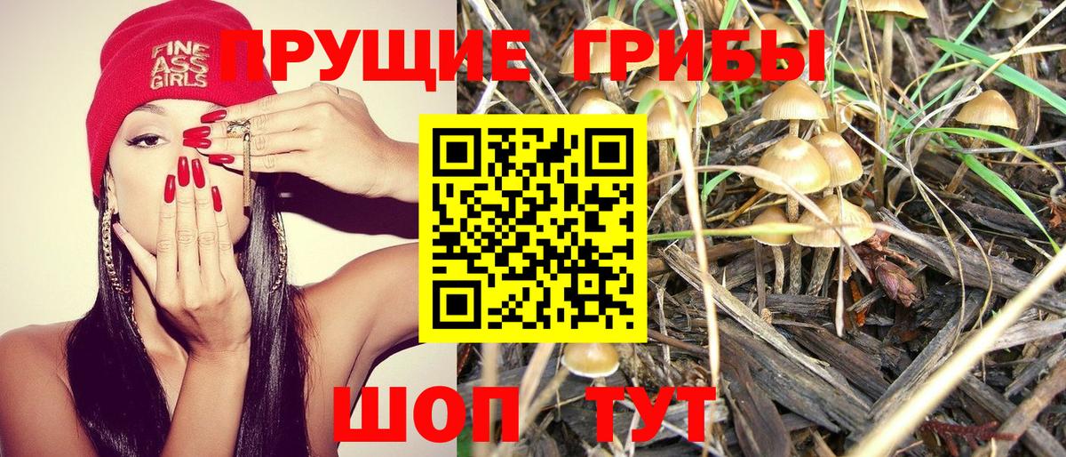 Галлюциногенные грибы Psilocybe Выборг